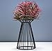 Pack of 2 Air Plant Tillandsia Base Large Tillandsia Air Plant Holder Metal Indoor Tabletop Big Streptophylla Air Plant Stands Tillandsia Plant Racks Large Xerographica Air Plant Stand