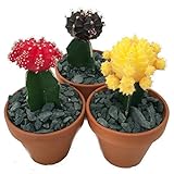 3 Neon Grafted Moon Cactus Plants - Easy to Grow - Colorful - 3