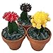 3 Neon Grafted Moon Cactus Plants - Easy to Grow - Colorful - 3" Pot