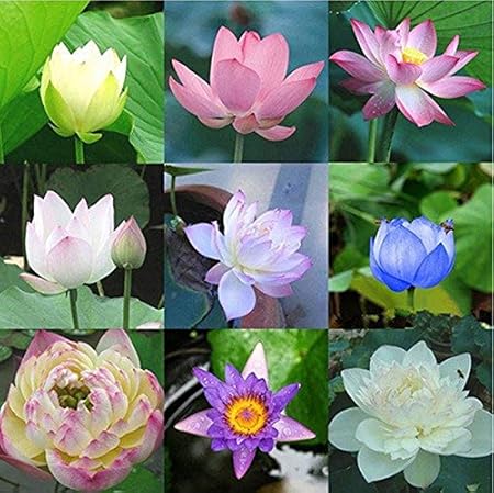 OhhSome Flower Seeds : Organic Lotus Flower Seeds Mixed Varieties Flower Seeds Farm Seeds 15 Seeds- Plants Seeds For Balcony Garden [Home Garden Seeds Eco Pack] Plant Seeds