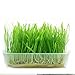 Ioffersuper Green Digestive Crystal Catnip Grass Healthy Treat Cat Plant Double Catnip Seeds