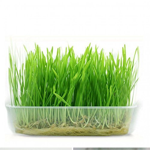 Ioffersuper Green Digestive Crystal Catnip Grass Healthy Treat Cat Plant Double Catnip Seeds Ioffersuper Green Digestive Crystal Catnip Grass Healthy Treat Cat Plant Double Catnip Seeds