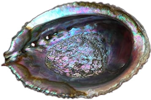 Large Natural Rainbow Abalone Shell (Set of 2)
