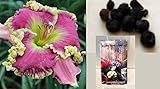 Mean Joe Green Daylily 5 Seeds (Hemerocallis) Upc 647923988994