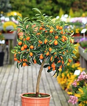 kumquat arbre