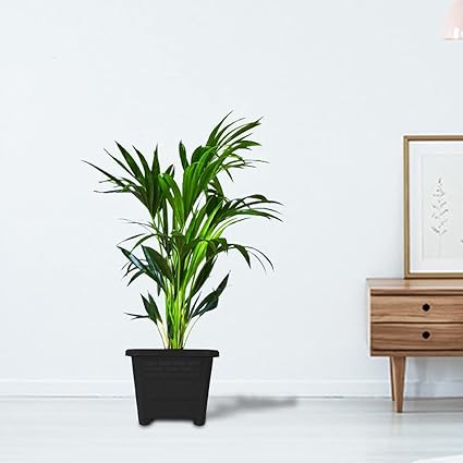 TrustBasket EarthBox Planter Black 8 inch (Set of 6)