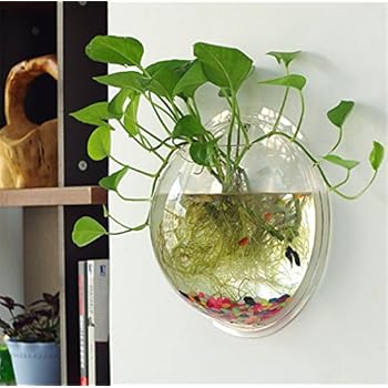 do goldfish grow to the size of their tank? top 3 myths