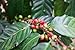 Paradise Mountain, Thailand Medium Roast, USDA Certified Organic, Direct Trade, Whole Bean Coffee 16 oz.