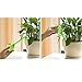 Alotm 10Pcs Plant Watering Bulbs, Automatic Self-Watering Globes Plastic Balls Garden Water Device Watering Bulbs for Plant (Small, Clear)thumb 3