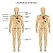 New Plant Lymphatic Drainage Ginger Oils, 100% Pure Natural Spa Massage Ginger Oil, 30ml