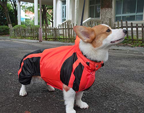 corgi jacket