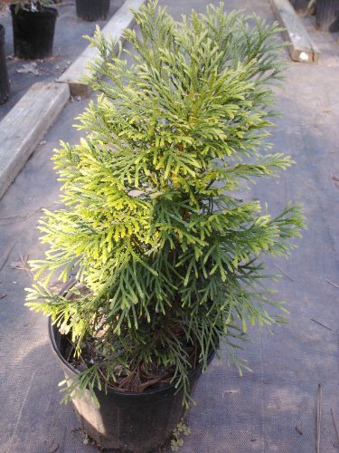 Dwarf Emerald Green Arborvitae, Compact Evergreen, Great for Colder Zones, Hydrangeas Shrub, Evergreens, Gardenia