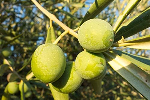 PePePlant - Olivo JUNIOR (olea europea) Árbol frutal. Perfecto ...