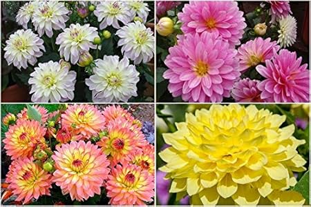 FERNSFLY Flower Bulbs IMP. Dahlia | Dhalia | Dahalia Perennial Flower Bulbs Attractive Aromatic Flower Home Outdoor Gardening Flowering Bulbs (Pack Of 7 The Gallery Mutli Collection)
