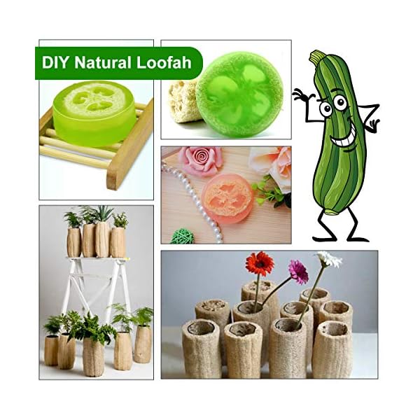 6-PCS-Natural-Loofah-Exfoliating-Luffa-Natural-Loofah-Sponge-Body-Scrubber-for-Bathing-and-Back-Caring-Spa-4-inch-Length-Organic-Loofah-Loofahs-Sponges-for-Shower-Scrubbing-and-Kitchen-Cleaning 6 Pcs Natural Loofah, Exfoliating Luffa Natural Loofah Sponge Body Scrubber For Bathing And Back Caring Spa, 4 Inch…