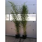 Roter bambus Roter bambus