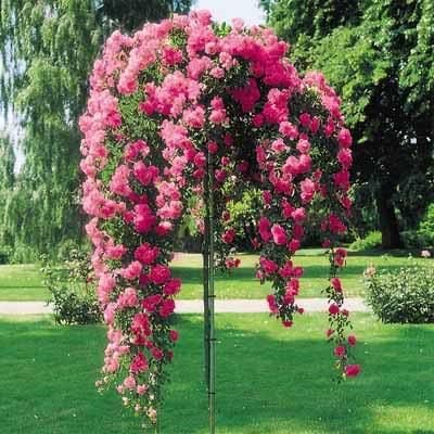 Creative Farmer Real Hanging Pink Rose Bonsai Suitable Seeds (Pack of 5)