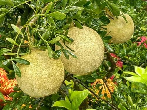 10 Seeds Limonia Acidissima #BR05