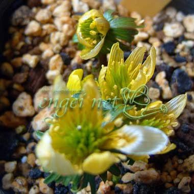 Amazon セツブンソウ 節分草 黄花 エランシス シリシカ 2球植え2 5号ポット 2株セット 花