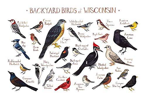 Amazon.com: Backyard Birds of Wisconsin Field Guide Art Print: Handmade