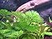 Cabomba Caroliniana - 4+ Stems | Freshwater Aquatic Plant