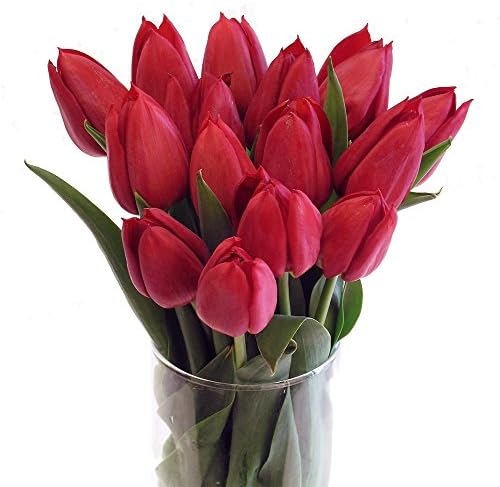 Stargazer Barn - Beautiful Red Tulips with Unique Hobnail Style Glass Vase - Red Tulips - Sustainably Grown in California - Red Flowers - Birthday Gift - Anniversary Gift - Home Décor