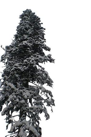 20 Samen der ''echten Nordmanntanne'' -Abies nordmanniana- -Beliebtester Weihnachtsbaum- >Frisches Saatgut<