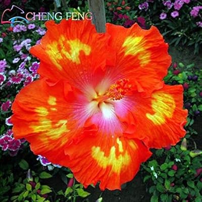 Amazon Com Deep Blue 100pcs Bag Hibiscus Flower Seeds Giant Hibiscus Seed Bonsai Tree Perennial Flowers Plant For Home Garden Semillas Easy To Grow Garden Outdoor