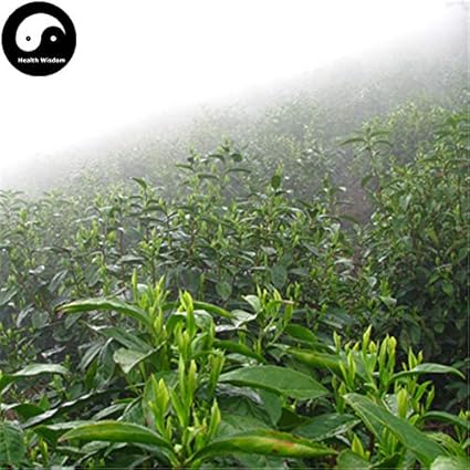  Shopmeeko Buy Green Tea Tree Semente 120pcs