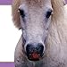 Little Ponies (Feels Real Books)