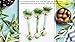 Jade Face Roller Massager, KOBESTN Face Jade Facial Roller Massager & Gua Sha Tools,Original Facial Scraping Massager Tool Real Jade Roller for Face Real Jade 100% Jade Facial Massager Set