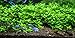 Aquarium Plants Factory Staurogyne Repens Freshwater Live Aquarium Plants BUY2GET1FREE