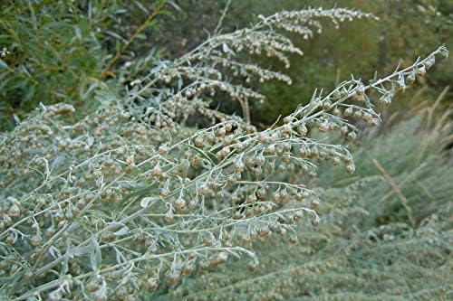 Artemisia Absinthium ~ a Garden Tested, Hardy Perennial Plant