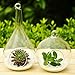 Siyaglass 2/Packing Hanging Terrarium Glass Vase Flower Plant Decoration-Orb and Teardrop