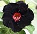Adenium Obesum Desert Roses Rare www Supper-black-King-us