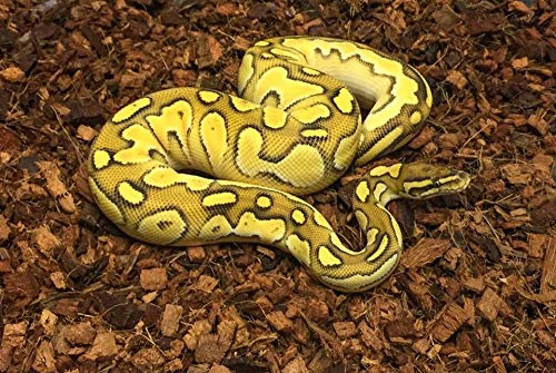 ReptiChip Breeder Bundle (5 Pack) Contains 360 quarts of Premium Coconut Reptile Substrate, The Perfect Bedding for Pythons, Boas, Lizards, and Amphibians - Thumbnail 4