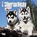 Siberian Husky Puppies - 2017 Mini Calendar 7 x 7in