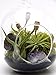 Bliss Gardens Air Plant Terrarium Kit with Amethyst / 6