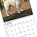 2020 Pugs Wall Calendar by Bright Day, 16 Month 12 x 12 Inch, Cute Dogs Puppy Animals Adorable Canine
