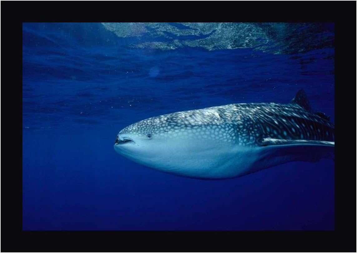 Whale Shark Portrait, Largest Shark Species, Cocos Island, Costa Rica by Flip Nicklin 17" x 24" Black Framed Canvas Giclee Art Print - Ready to Hang