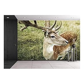 Closeup of Virginia Deer with Big Antler - Removable Wall Mural | Self-Adhesive Large Wallpaper - 66x96 inches