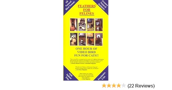 Amazon Com Feathers For Felines Episode 1 Videos Cat Toys For