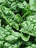 200+ Spinach Seeds- Bloomsdale Savoy- Heirloom Variety