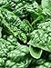 200+ Spinach Seeds- Bloomsdale Savoy- Heirloom Variety primary