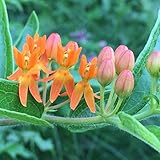 Butterflyweed Seed Balls for Fall Planting (Asclepias tuberosa) A Milkweed for Monarchs (50)