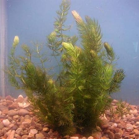 Amazon Com Pond Oxygenating Hornwort Bunch Plants Garden Outdoor