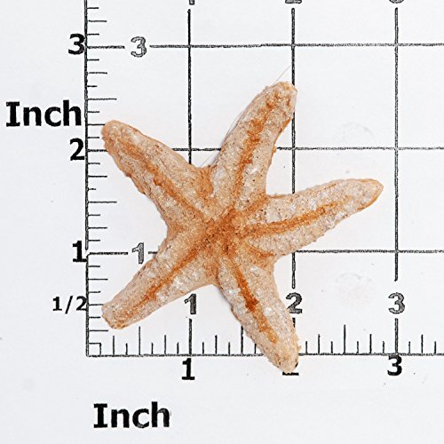 Star Fish Silicone Mold Food Safe Fondant, Chocolate, Candy, Resin, Polymer Clay, Epoxy.