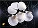 25 White Florida Scallop Shells (About 2