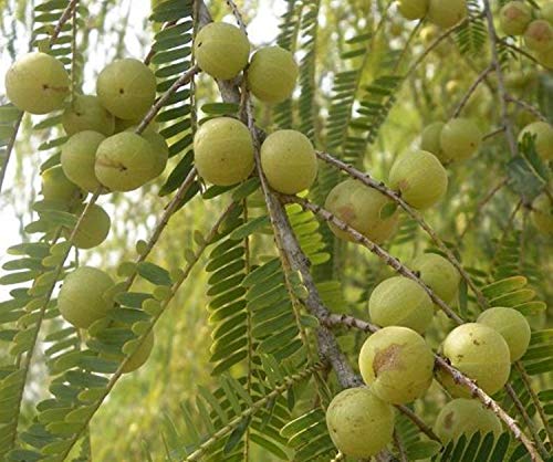 AMLA+ REETHA + SIKAKAI +EGG YOLK HERBAL HAIR OIL (120 ml) 60 DAYS GUARANTEE-- ASIAN ANCIENT REMEDY a - //medicalbooks.filipinodoctors.org