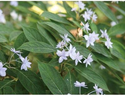 Amazon アジサイ 紫陽花 シチダンカ 七段花 ヤマアジサイ 八重咲き 植木 苗木 植木